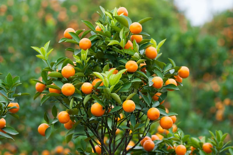 Satsuma, Satsuma Mandarin, Satsuma Orange, Citrus Fruit, Citrus unshiu