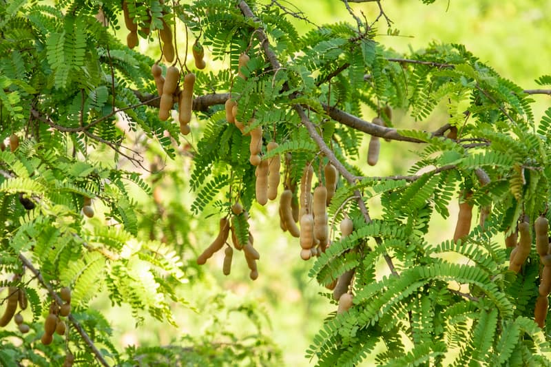 Tamarind, Tamarindo, Indian tamarind, Indian date, Madeira mahogany, Kilytree, Tamarin, Tamarinda, Tamarinde, Tamarindeiro, Tamarindier, Tamarindus indica