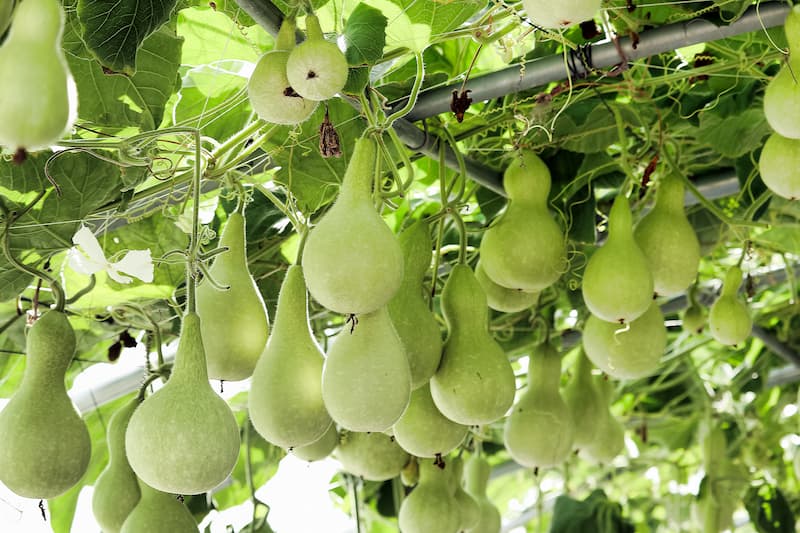 Bottle Gourd, Calabash, Calabash Gourd, Opo Squash, Long Melon, White-flowered Gourd, White Pumpkin, Acocote, Bag, Cabaco, Cajombre, Calabaza, Cuchara, Pomoxcat, Tecomate