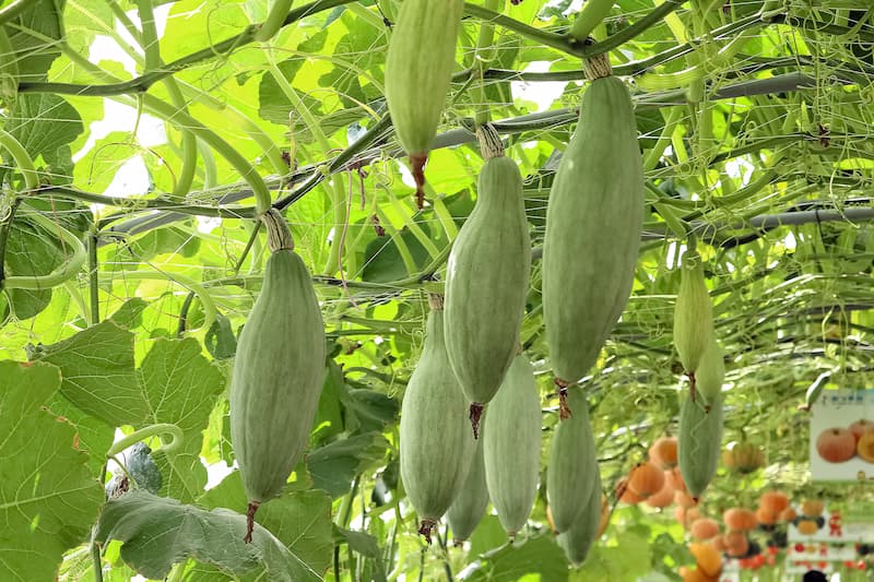 Bottle Gourd, Calabash, Calabash Gourd, Opo Squash, Long Melon, White-flowered Gourd, White Pumpkin, Acocote, Bag, Cabaco, Cajombre, Calabaza, Cuchara, Pomoxcat, Tecomate