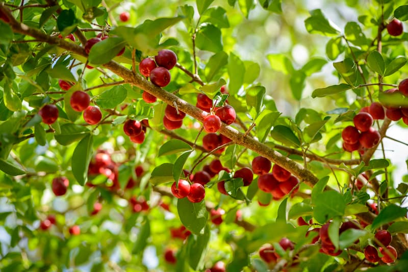Acerola, Barbados Cherry, West Indian Cherry, Puerto Rican Cherry, Cereza, Cerise, Wild Crepe Myrtle, Malpighia emarginata