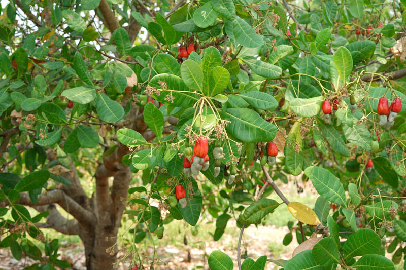 Cashew, Cashew tree, Cashew nut, Cajueiro, Marañón, Caju, Merey, Anacardier, Anacardium occidentale
