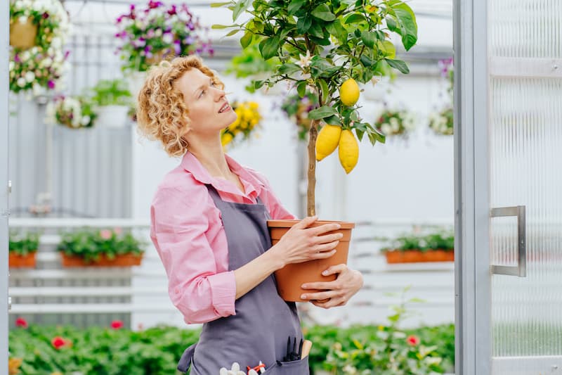 Lemon, Lemons, Lemon Tree, Citrus, Citrus Fruit, citrus x limon