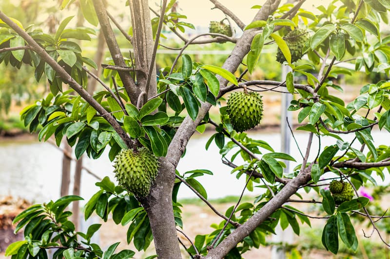 Soursop, Graviola, Guanábana, Guyabano, Prickly custard apple, Brazilian pawpaw, Annona muricata