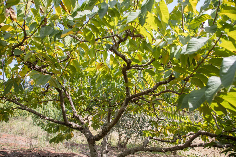 Cherimoya, Custard apple, Chirimoya, Cherimolia, Hanuman phal, Anona, Cherimolia, Annona cherimola
