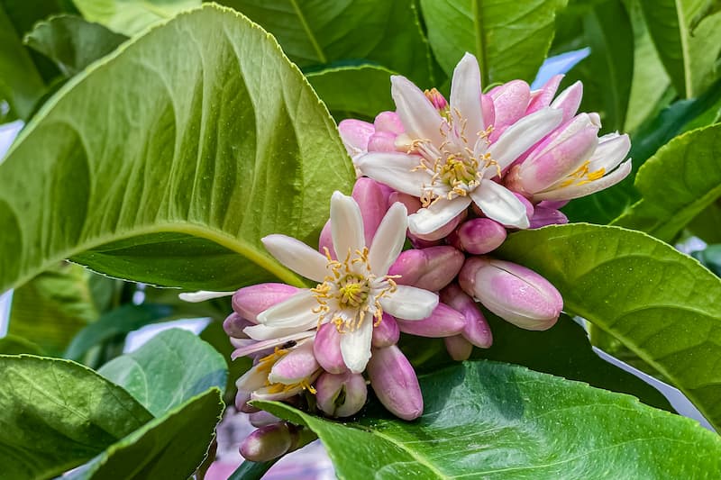Buddha's Hand, Buddha Hand, Lemon, Citrus, Citrus Fruit, Citrus medica var. sarcodactylis