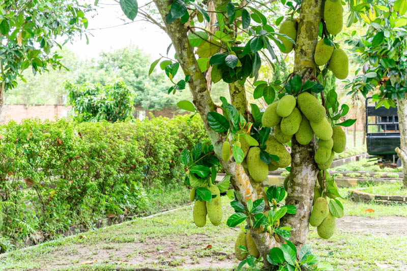 Jackfruit, Jakfruit, Kathal, Nangka, Jaca, Kanun, Langka, Artocarpus heterophyllus
