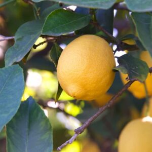 Lisbon Lemon, Lisbon Lemons, Lemon Tree, Citrus, Citrus Fruit, citrus x limon