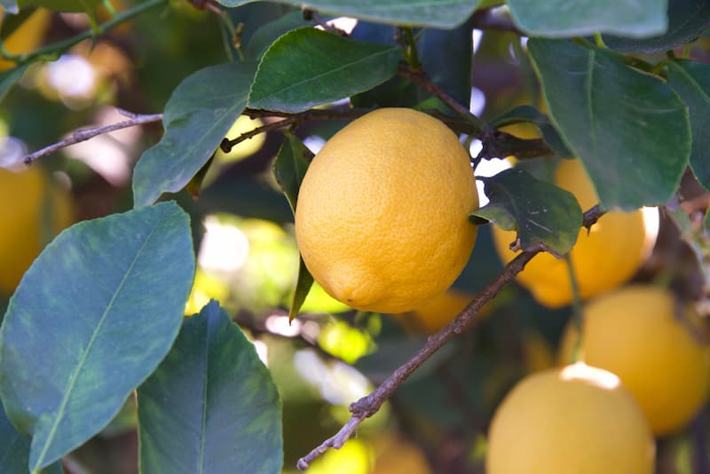 Lisbon Lemon, Lisbon Lemons, Lemon Tree, Citrus, Citrus Fruit, citrus x limon