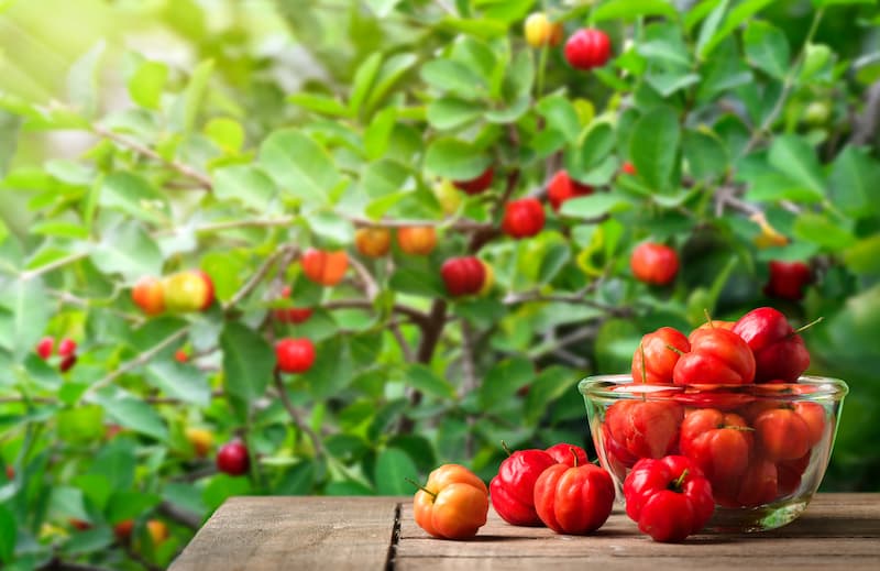 Acerola, Barbados Cherry, West Indian Cherry, Puerto Rican Cherry, Cereza, Cerise, Wild Crepe Myrtle, Malpighia emarginata