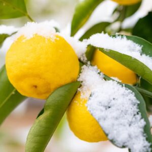 Cold-Hardy Citrus, Frost Tolerant Citrus, Yuzu, Kumquat, Sudachi, Kabosu