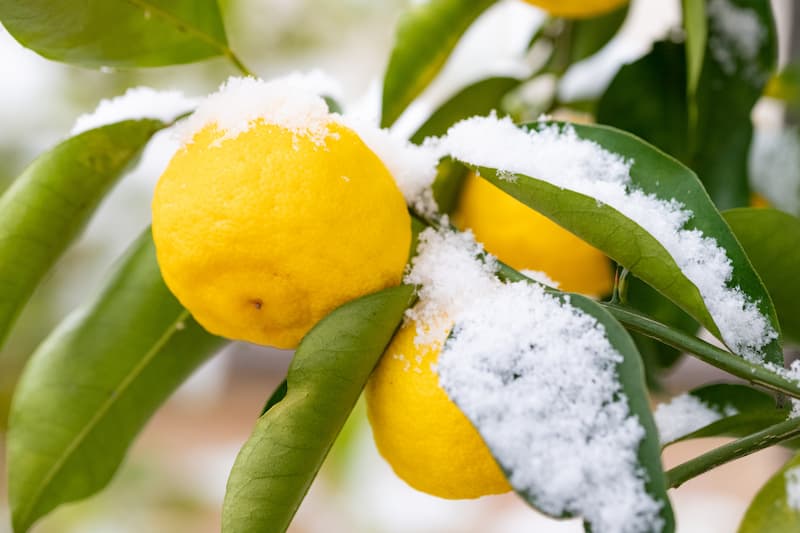 Cold-Hardy Citrus, Frost Tolerant Citrus, Yuzu, Kumquat, Sudachi, Kabosu