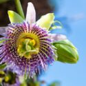 Sweet Granadilla, Granadilla, Grenadia, Water Lemon, Granada China, Sugar Fruit, Sweet Grenadilla, Passion Flower, Passiflora ligularis