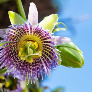 Sweet Granadilla, Granadilla, Grenadia, Water Lemon, Granada China, Sugar Fruit, Sweet Grenadilla, Passion Flower, Passiflora ligularis