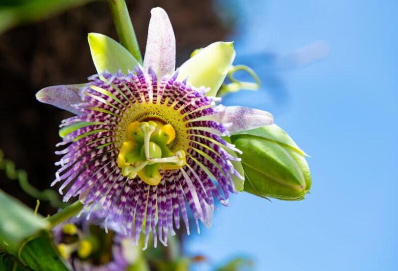 Sweet Granadilla, Granadilla, Grenadia, Water Lemon, Granada China, Sugar Fruit, Sweet Grenadilla, Passion Flower, Passiflora ligularis