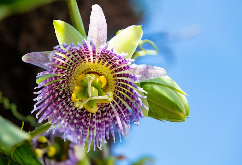Sweet Granadilla, Granadilla, Grenadia, Water Lemon, Granada China, Sugar Fruit, Sweet Grenadilla, Passion Flower, Passiflora ligularis