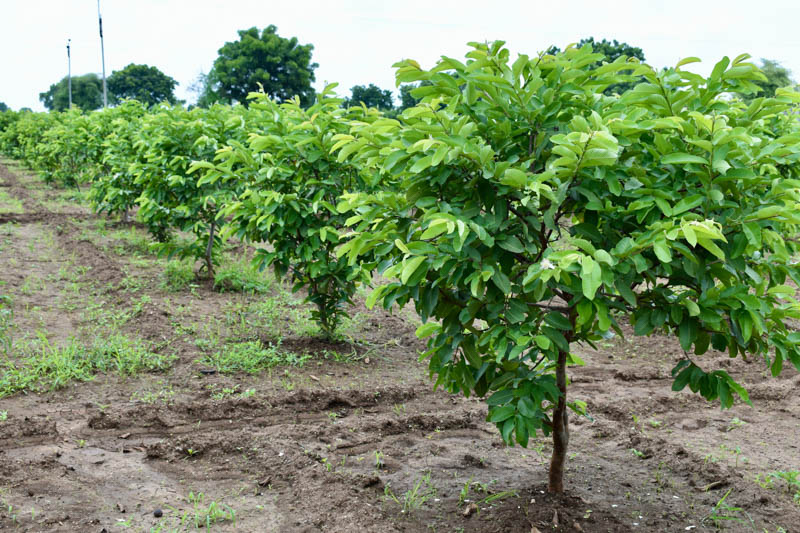 Guava, Common guava, Apple guava, Lemon guava, Yellow guava, Tropical guava, Pear guava, Psidium guajava