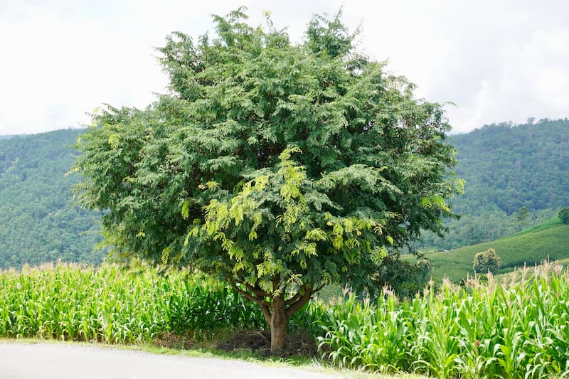 Tamarind, Tamarindo, Indian tamarind, Indian date, Madeira mahogany, Kilytree, Tamarin, Tamarinda, Tamarinde, Tamarindeiro, Tamarindier, Tamarindus indica