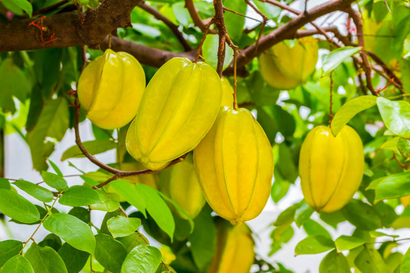 Carambola, Star Fruit, Starfruit, Five-corner, Five-finger, Star Apple, Chinese Gooseberry, Averrhoa carambola