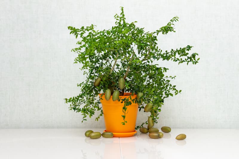 Finger lime, Australian Finger Lime, Caviar Lime, Lime, Citrus australasica