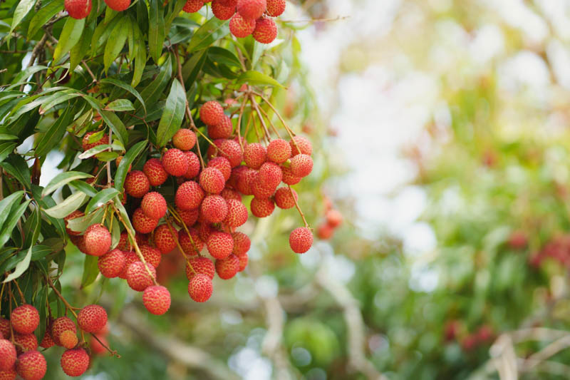 Litchi, Lychee, Lichee, Lichi, Leechee, Laichi, Lizhi, Litchi nut, Chinese cherry, Cerisier de Chine, Litchi chinensis