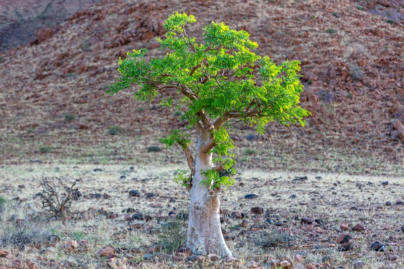 Moringa, Drumstick Tree, Horseradish Tree, Ben Oil Tree, Benzolive Tree, Radish Tree,