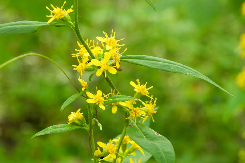 Zigzag Goldenrod, Broadleaf Goldenrod, Flexible Goldenrod, Solidago flexicaulis