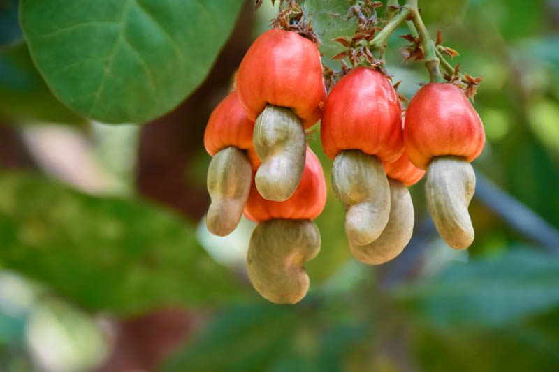 Cashew Apple, Cashew, Cashew tree, Cashew nut, Cajueiro, Marañón, Caju, Merey, Anacardier, Anacardium occidentale