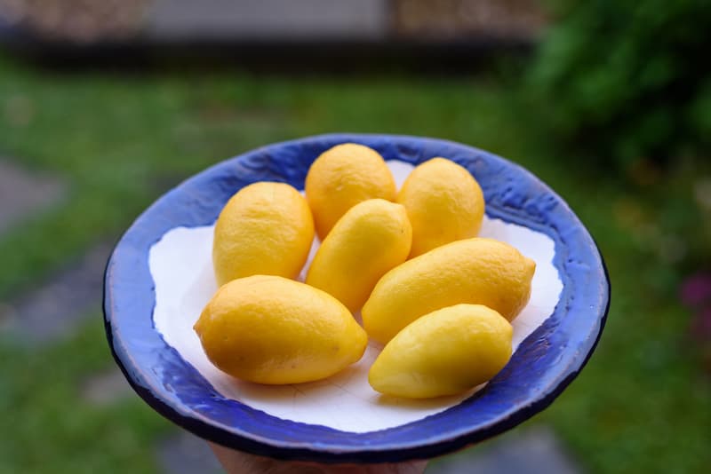 Limequat, Citrus Fruit, Citrus floridana, Orange Fruit