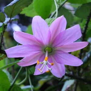 Banana Passionfruit, Banana Passion Flower, Banana Passion Vine, Banana Passionfruit, Banana Passionfruit, Banana Passionfruit, Passiflora tarminiana