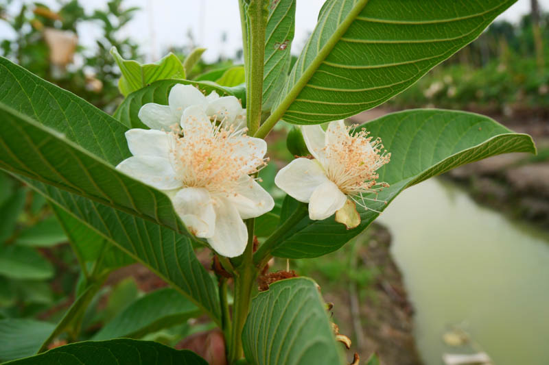 Guava, Common guava, Apple guava, Lemon guava, Yellow guava, Tropical guava, Pear guava, Psidium guajava