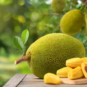 Jackfruit, Jakfruit, Kathal, Nangka, Jaca, Kanun, Langka, Artocarpus heterophyllus