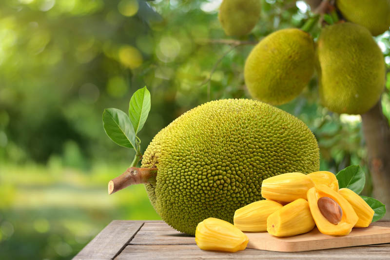 Jackfruit, Jakfruit, Kathal, Nangka, Jaca, Kanun, Langka, Artocarpus heterophyllus