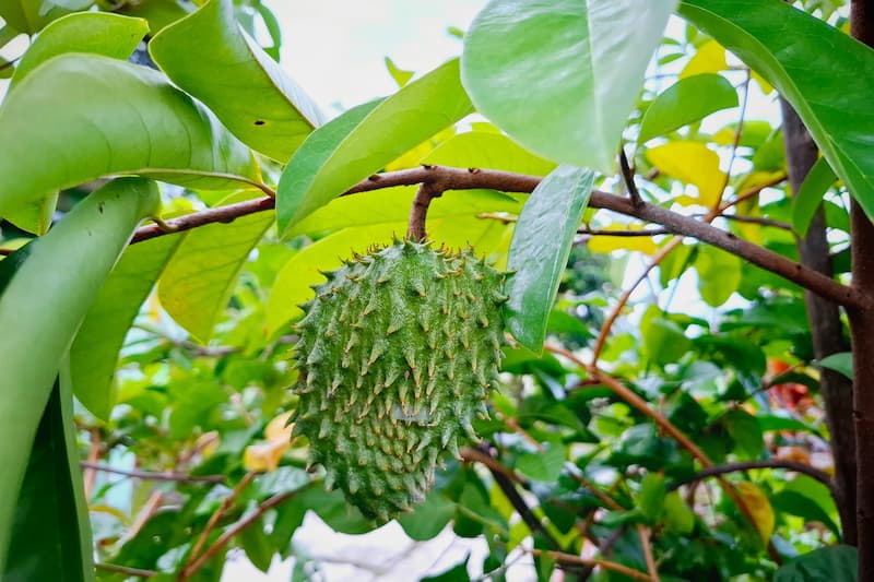 Soursop, Graviola, Guanábana, Guyabano, Prickly custard apple, Brazilian pawpaw, Annona muricata