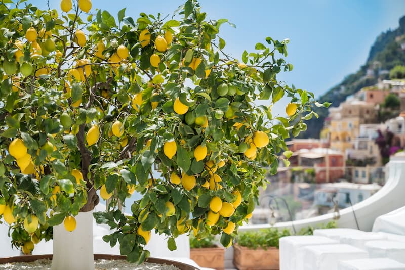 Lemon, Lemons, Lemon Tree, Citrus, Citrus Fruit, citrus x limon