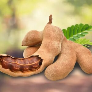 Tamarind, Tamarindo, Indian tamarind, Indian date, Madeira mahogany, Kilytree, Tamarin, Tamarinda, Tamarinde, Tamarindeiro, Tamarindier, Tamarindus indica