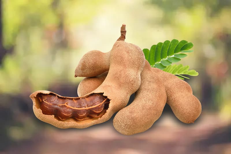 Tamarind, Tamarindo, Indian tamarind, Indian date, Madeira mahogany, Kilytree, Tamarin, Tamarinda, Tamarinde, Tamarindeiro, Tamarindier, Tamarindus indica