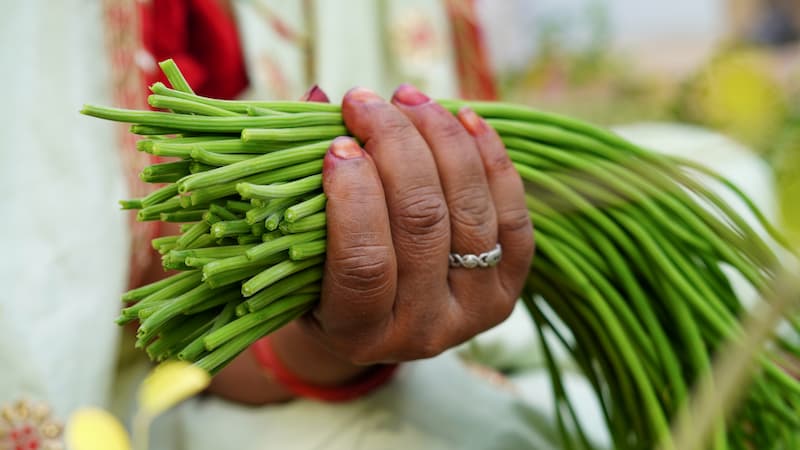 Moringa, Drumstick Tree, Horseradish Tree, Ben Oil Tree, Benzolive Tree, Radish Tree,