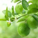 Key Lime, Lime, Adam's Apple, Mexican Lime, West Indian Lime, Bartender’s Lime, Omani Lime, Citrus × aurantiifolia,