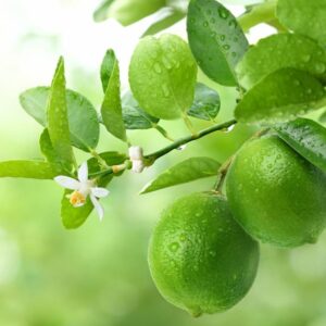 Key Lime, Lime, Adam's Apple, Mexican Lime, West Indian Lime, Bartender’s Lime, Omani Lime, Citrus × aurantiifolia,