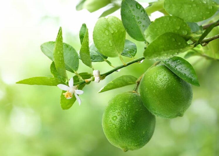 Key Lime, Lime, Adam's Apple, Mexican Lime, West Indian Lime, Bartender’s Lime, Omani Lime, Citrus × aurantiifolia,