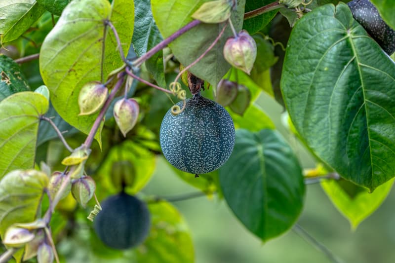 Sweet Granadilla, Granadilla, Grenadia, Water Lemon, Granada China, Sugar Fruit, Sweet Grenadilla, Passion Flower, Passiflora ligularis