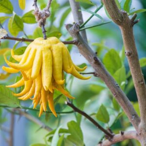 Buddha's Hand, Buddha Hand, Lemon, Citrus, Citrus Fruit, Citrus medica var. sarcodactylis
