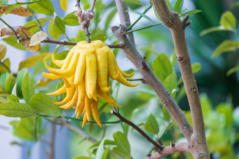 Buddha's Hand, Buddha Hand, Lemon, Citrus, Citrus Fruit, Citrus medica var. sarcodactylis