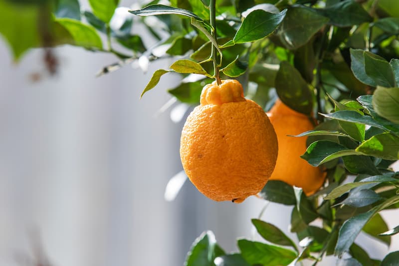 sumo oranges, mandarin, mandarin orange, citrus reticulata, Shiranui, Dekopon