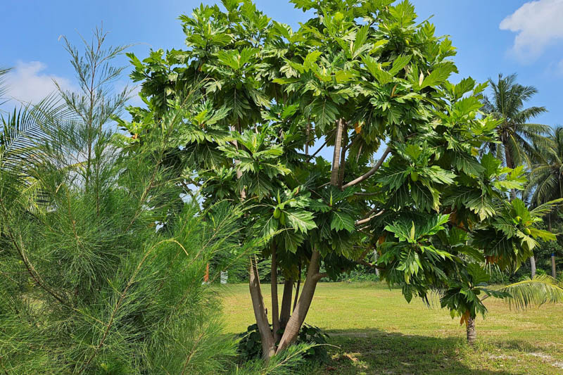 Breadfruit, Ulu, Rimas, Kulu, Sukun, Fruta-pão, Panapen, Pan de fruta, Pana, Uru, Mei, Kapiak, Uto, Kulu, Artocarpus altilis