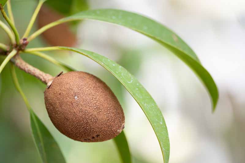 Sapodilla, Sapota, Chikoo, Naseberry, Sapota Plum, Sapodilla Plum, Manilkara zapota