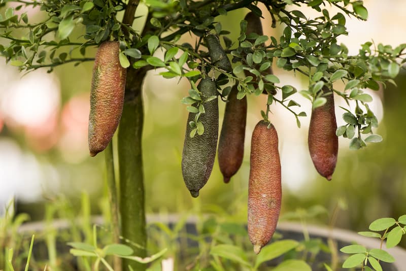 Finger lime, Australian Finger Lime, Caviar Lime, Lime, Citrus australasica