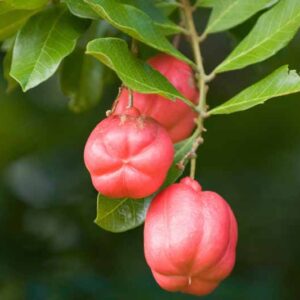 Ackee, Akee, Vegetable brain, Arbre fricassée, Ishin, Ankye, Savory akee, Achee, Cupcake fruit, Seso, Blighia sapida