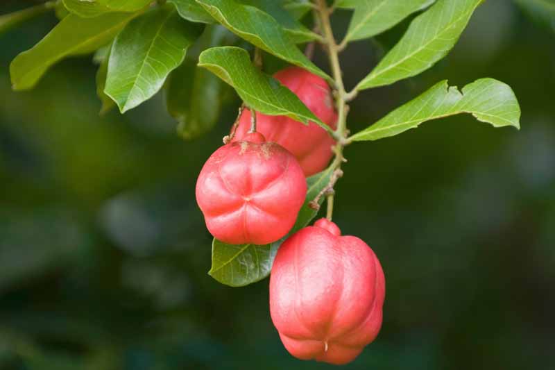 Ackee, Akee, Vegetable brain, Arbre fricassée, Ishin, Ankye, Savory akee, Achee, Cupcake fruit, Seso, Blighia sapida